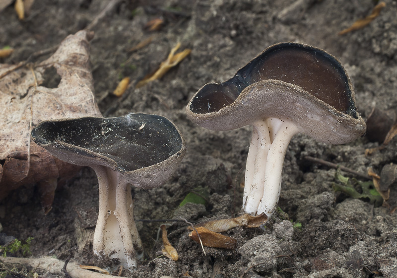 Helvella solitaria